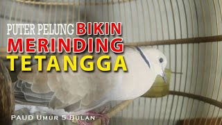 Download lagu SUARA BURUNG PUTER PELUNG mp3 Download lagu SUARA BURUNG PUTER PELUNG mp3