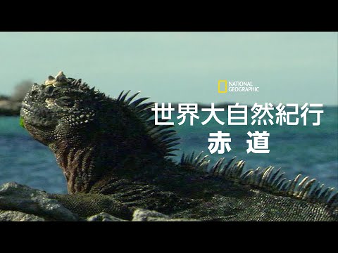 ロビン: ボタンの目と笛 自然と動物