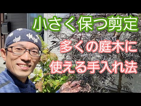 ブラックニワトコ 植物