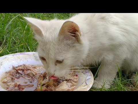 Kind Cat Leaving His Food For Ill Kitten