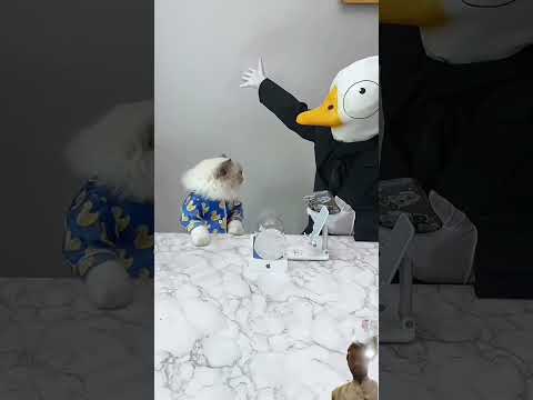 So beautiful ❤️ tealnt please support me #cat