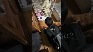 【猫動画】保護した仔猫と先住猫日常🐈‍⬛かわいいし癒し #保護猫 #子猫 #ねこのいる生活
