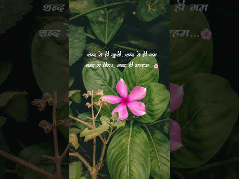 #flowers #flowerslovers #pinkaesthetic #pinkflower #viralshort #naturelovers #explorepage