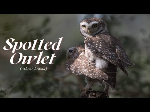 Spotted Owlet — Athene brama — hlas a video