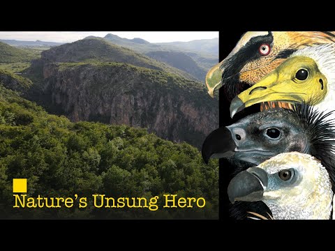 Vultures, Nature's Unsung Hero - "Vanishing Sky Lords" [FILM]