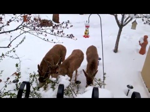 Deer at Adobe Inn at Cascade