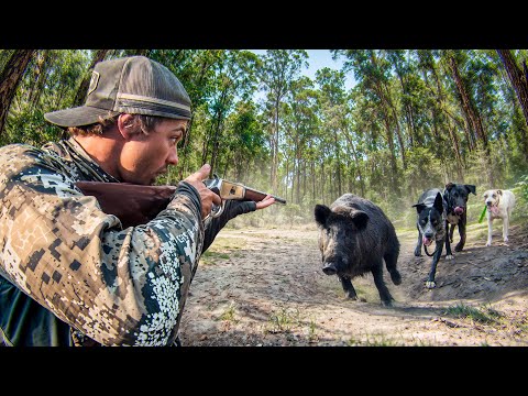 Charged by a Giant Boar! Wild Pig Hunting with Dogs in Australia
