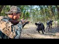 Charged By A Giant Boar Wild Pig Hunting With Dogs In Australia