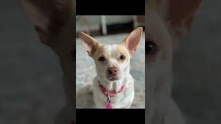 Happiness is a warm puppy!! #dogphotographer #iphone14pro