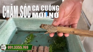 CHĂM CÀ CUỒNG CON KHI VỪA NỞ