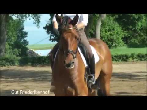 4j. Holsteiner Wallach v. Alant (Armand xx- Calypso I)