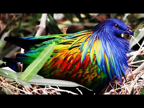 Les Pigeons Sont Jaloux de ce BG