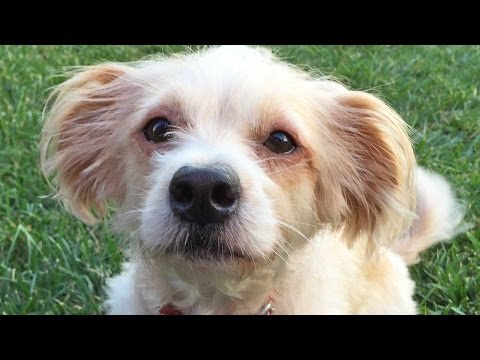 How Your Dog Sees The World