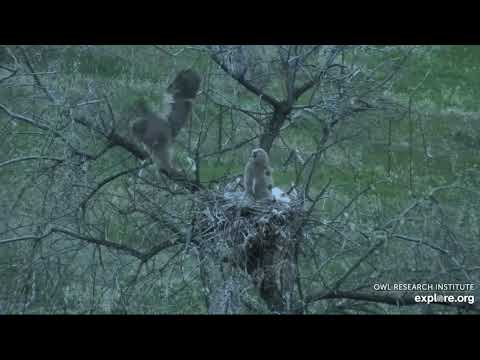 Great Horned Owl @Roger’s Place - 5/22/2022 - Young Owl walks up to the treetop