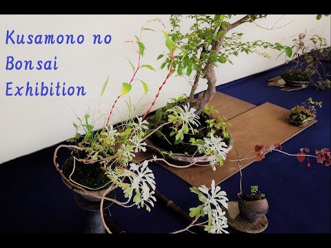 2019 Kusamono no Bonsai Exhibition and bonsai for sale 草ものの盆栽展・盆栽販売