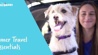 10 Road Trip Essentials for Traveling with Your Dog | PetSmart