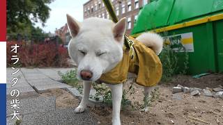 雨の合間にお仕事を済ませる柴犬| 柴犬柿丸・オランダ散歩と環境音