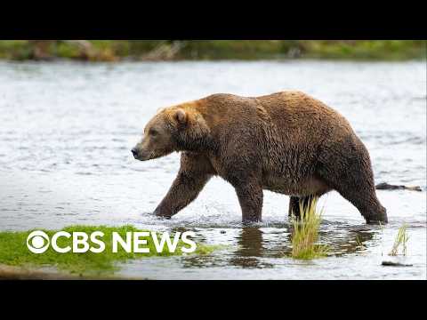 Voting now open for round two of Fat Bear Week after turnout crashes portal