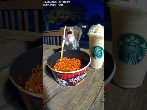 Squirrel tries the 2x spicy ramen🥵 .
