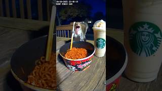 Squirrel tries the 2x spicy ramen🥵 .