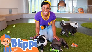 Meekah Plays With Puppies And Kittens |  Blippi - Learn Colors and Science