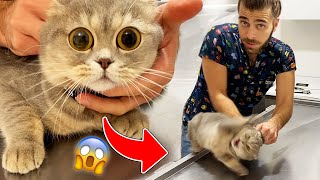 MAD BUT CUTE! Scottish Fold Cat Alice's Reactions! #TheVet