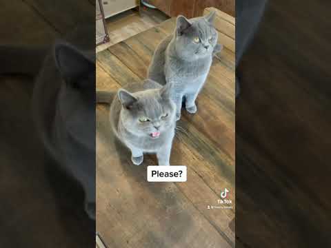 Very cute sounds from British shorthair cat.
