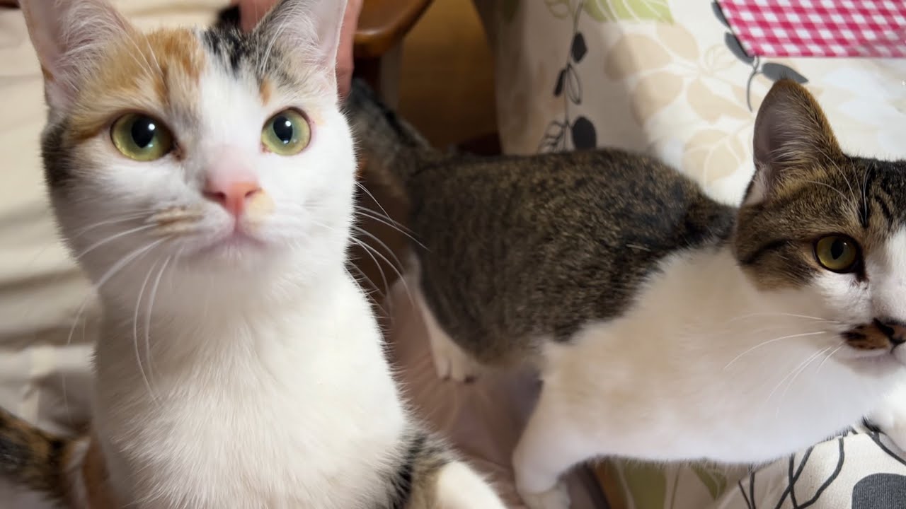 猫たちはお返事できるのか？お返事選手権‼️