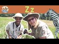 Learn About The Letter Z And Zebras Zoo Crew Alphabet Show EP 26