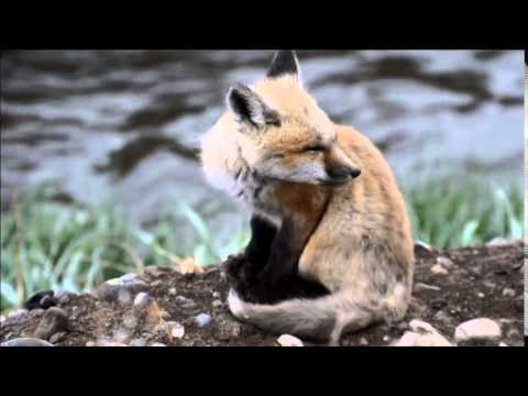 download lagu mp3 mp4 Fox Cub Sounds, download lagu Fox Cub Sounds gratis, unduh video klip Fox Cub Sounds