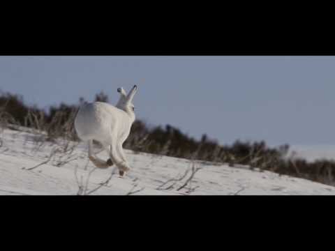 Sullivan's Winter - An Off-Peak Exploration Of Wild Scotland (Full Film)