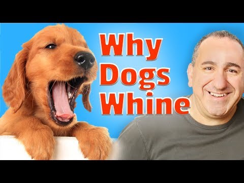 YouTube video about: Will a muzzle stop a dog from whining?