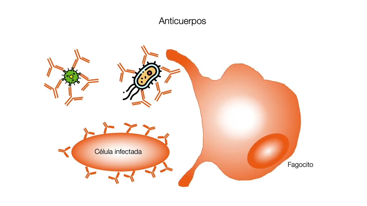 El sistema inmunológico