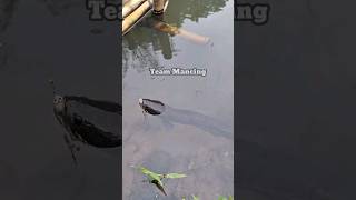 Download lagu spot brother toman fish #fishing #toman #cute mp3 Download lagu spot brother toman fish #fishing #toman #cute mp3