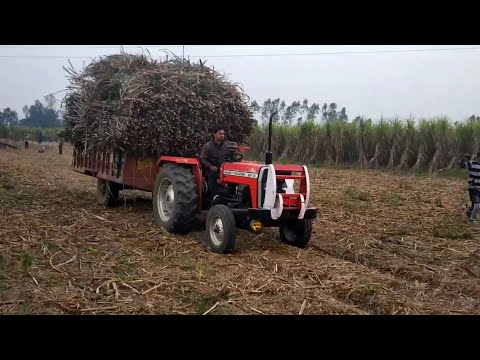 Massey Ferguson 241 || Loads Sugarcane