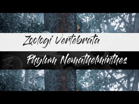rák és hasfal vastagbélrák máj túlélési aránya