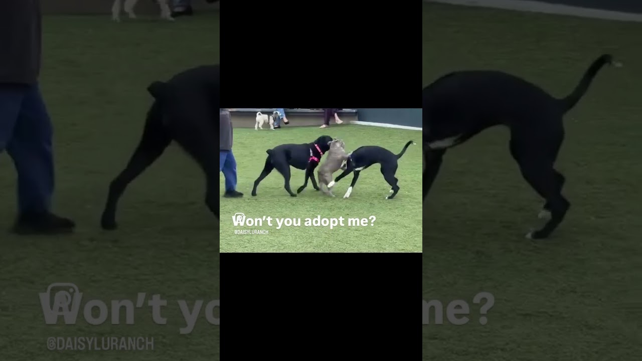 Pepper, a ADOPTABLE mixed breed in Camarillo, CA video 5/5
