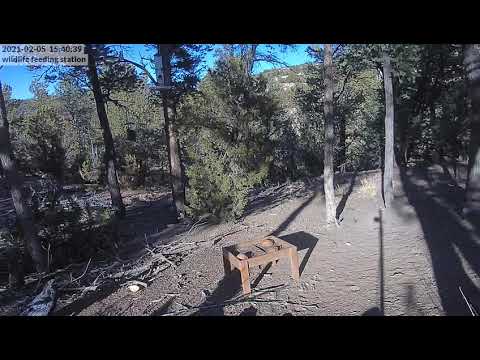 Raven takes some Suet from the wildlife feeding station at the Santa Fe bird cam 02-05-2021