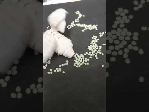 Silk moth Mating and Eggs laying || Silkworm || Bombyx mori