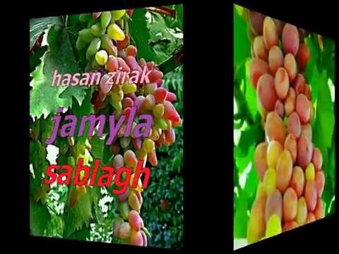 hasan zirak jamyla sablagh zor nayaba