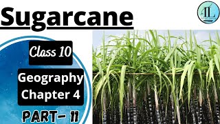 Sugarcane | Food Crops other than Grains | Agriculture | Class 10 Geography Chapter 4 | NCERT UPSC