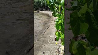 Download lagu #pocox5pro #kamera #pantai mp3