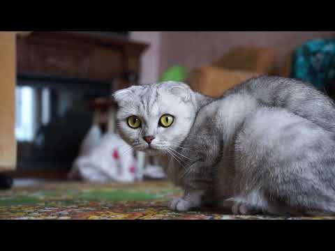 This is beautiful cat