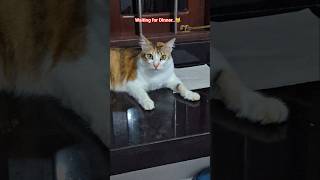 Funny Cat..😹Waiting For Dinner ..😹🍲 #mycat #cat #shortsfeed #newshorts #ytshorts