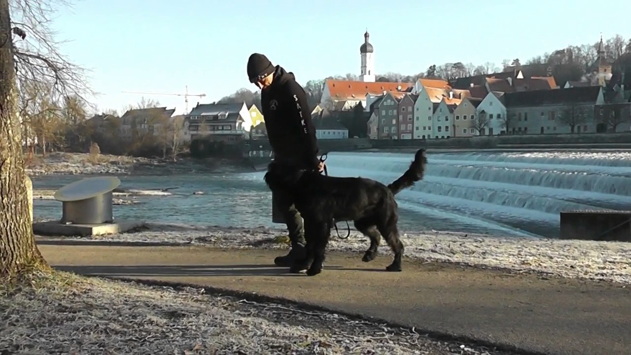 Entspannt ohne Leine "Fuß" gehen