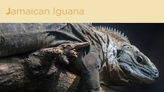 J is for Jamaican Iguana