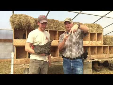 How to Properly Hold a Chicken