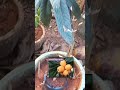 loquat plant in pot#loquat tree to grow at home# japanese plums loquat #short