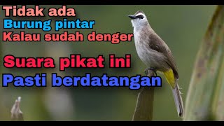 Download lagu Suara pikat burung trucukan anti zonk mp3 Download lagu Suara pikat burung trucukan anti zonk mp3