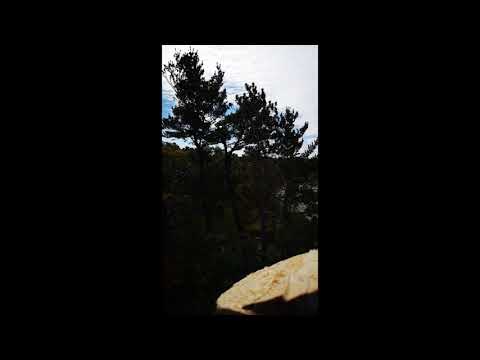 download lagu mp3 mp4 Tree Service Barrie On, download lagu Tree Service Barrie On gratis, unduh video klip Tree Service Barrie On